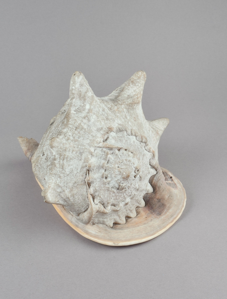 Stort sneglehus med en rad hornlignende utvekster på skulderen. Bred flat base med furet åpning. Hannsnegle