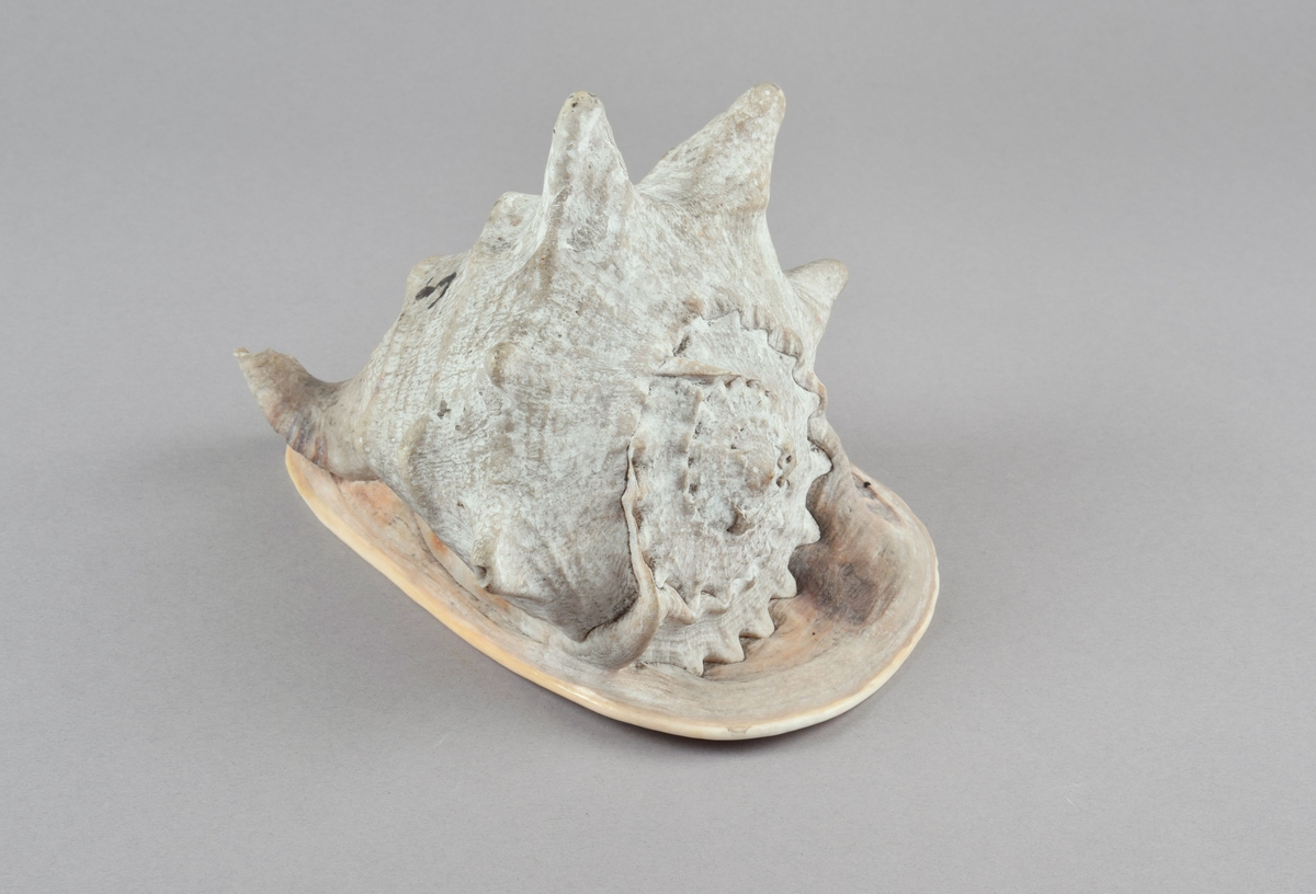 Stort sneglehus med en rad hornlignende utvekster på skulderen. Bred flat base med furet åpning. Hannsnegle