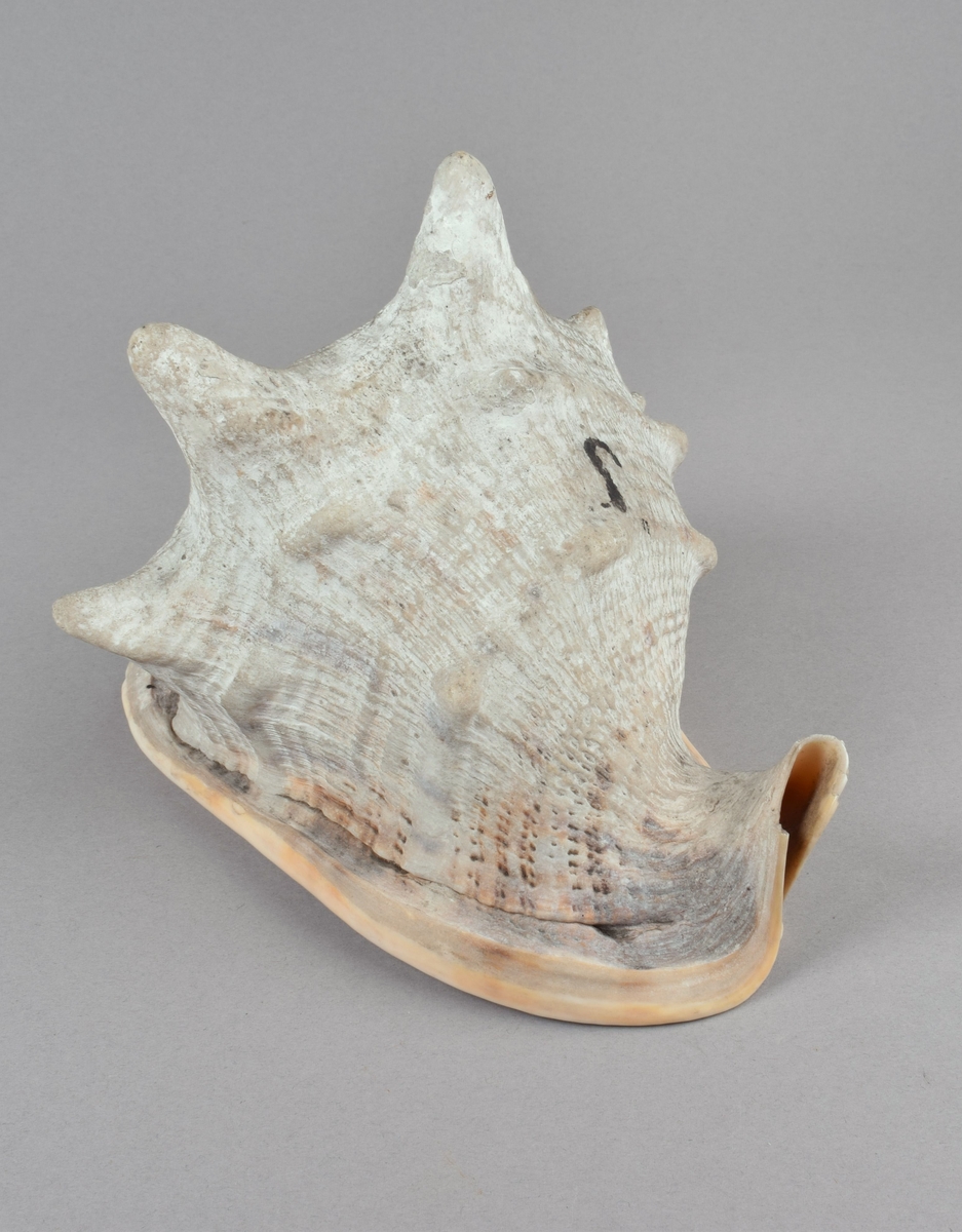 Stort sneglehus med en rad hornlignende utvekster på skulderen. Bred flat base med furet åpning. Hannsnegle