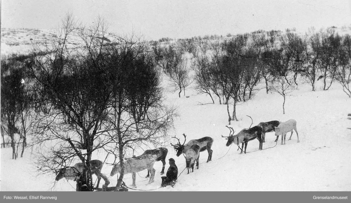 Reinraide ved doktorgården Solheim, Kirkenes.
