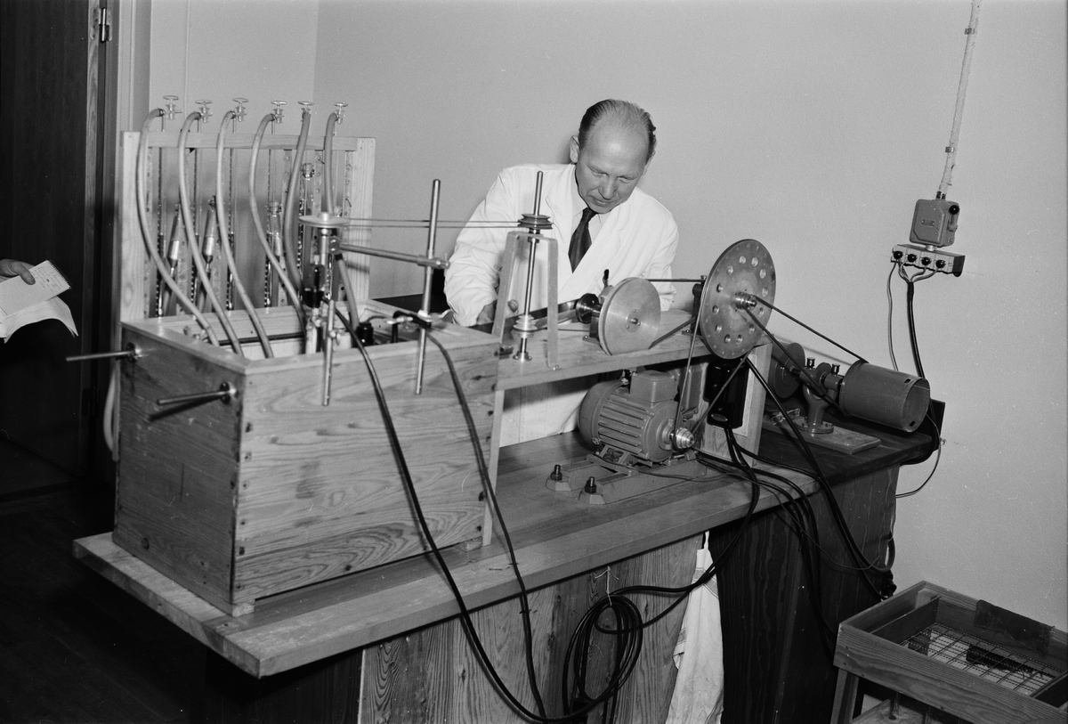 Statens husdjursförsök, ny institution, Ultuna, Uppsala 1952