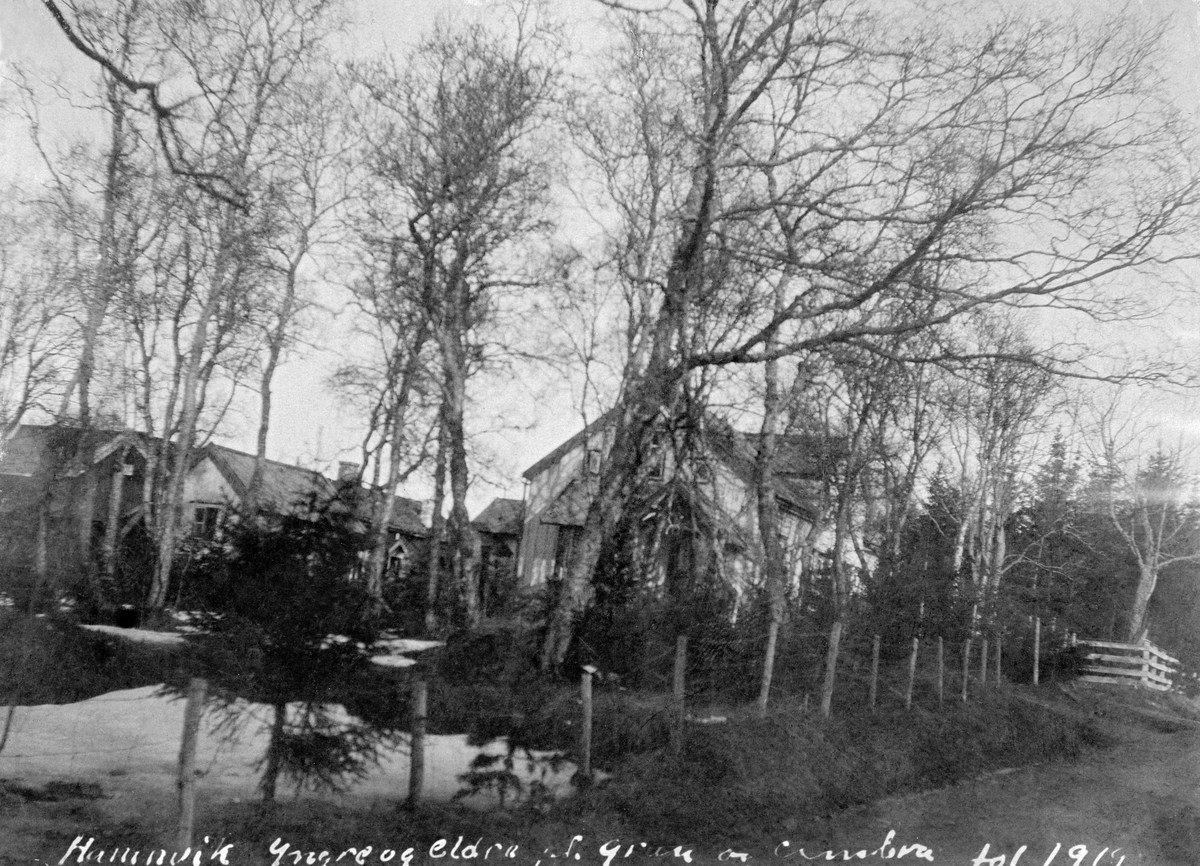 Fra Hamnvik i øykommunen Ibestad i Troms. Fotografiet ble tatt en vårdag i 1919 mens det ennå lå snøflekker på marka. Opptaket er gjort fra en veg med som var skjermet med gjerder mot tilstøtende bebyggelse. Hamnvik - eller «Havnvik» som det stundom ble skrevet tidlig på 1900-tallet - var handelssted med en del sentrumsfunksjoner i noe som ellers var et fisker- og bondesamfunn.  Her var det forretninger, handverkere, amtsskole, postkontor, telegrafsentral og hotell.  Det som har fanget fotografens interesse er imidlertid granhekken framfor doktorgården til venstre, som ifølge en innskrift på kartotekkortet til dette fotografiet skal ha vært 30 år gammel da bildet ble tatt.  Bartrærne ruvet ikke veldig under de eldre og høyere bjørkene, men plantningene viste at grana tålte klimaet. Flere av trærne var på høyde med det bakenforliggende huset. På kortet nevnes det høyder på opptil 8,5 meter og stammediametere i brysthøyde på inntil 16 centimeter. Disse forsøkene med granplanting ble sannsynligvis initiert av Otto Frederik Borchgrevink (1845-1915), som var distriktslege i Ibestad fra 1883 til sin død i 1915. Borchgrevink var en ivrig pådriver for skogreisingsarbeidet i denne regionen. Han kalte for øvrig eiendommen sin «Skogly».

Mandag 18. oktober 1915 publiserte Tromsø Stiftstidende disse minneordene om Otto Frederik Borchgrevink:

«Distriktslæge Borchgrevink.
Et – desværre for sent indløpet telegram meldte fredag at distriktslæge i Ibbestad Borchgrevink var avgaat ved døden. Med ham er en baade i og utenfor lægestanden høit agtet og meget avholdt mand gaat bort. Som læge og som privatmand nød han en tillid og hengivenhed som hans vindende mandige væsen gjorde ham værdig til.
Mange er de som nu vil savne ham og med vemod tænke på at han er borte fra sit distrikt og fra sit gjæstfri, hyggelige hjem, «Skovly» i Havnvik, med den bekjendte have, som han selv har fremelsket.
Otto Fredrik Borchgrevink var født i Vardal i 1845. En tid skog han ind på den militære bane, men gik senere over i medicinen. Han virket længe paa forskjellige steder sydpaa, bl. a. som jernbanelæge. 1877 blev han utnævnt til distriktslæge i Gildeskaal og i 1883 til samme stilling i Ibbestad. 
Avdøde var medlem av den norske lægeforening, av Tromsø amtsutvalg i aarene 1890-1907, derav de 4 sidste aar dets formand.»

Dagen etter, den 19. oktober 1915, trykte Tromsøposten denne korte nekrologen:

«Distriktslæge Otto F. Borchgrevink i Ibestad er afgaaet ved Døden, 70 Aar gammel. Han nød baade som Læge og Privatmand den største Anseelse inden sit Distrikt, til hvilket han havde været knyttet i 32 Aar. Og overalt virkede hans vakre, statelige Skikkelse og vindende Fremtræden yderst sympatisk.
Dr. Borchgrevink var en ivrig Arbeider for Skog- og Havebrugssagen. De Plantninger, han har faaet anlagt paa Rolløen, og hans egen deilige Have bærer de skjønneste Vidnesbyrd herom.
I 1912 udnævntes han til Olavsridder for Embedsfortjeneste.»