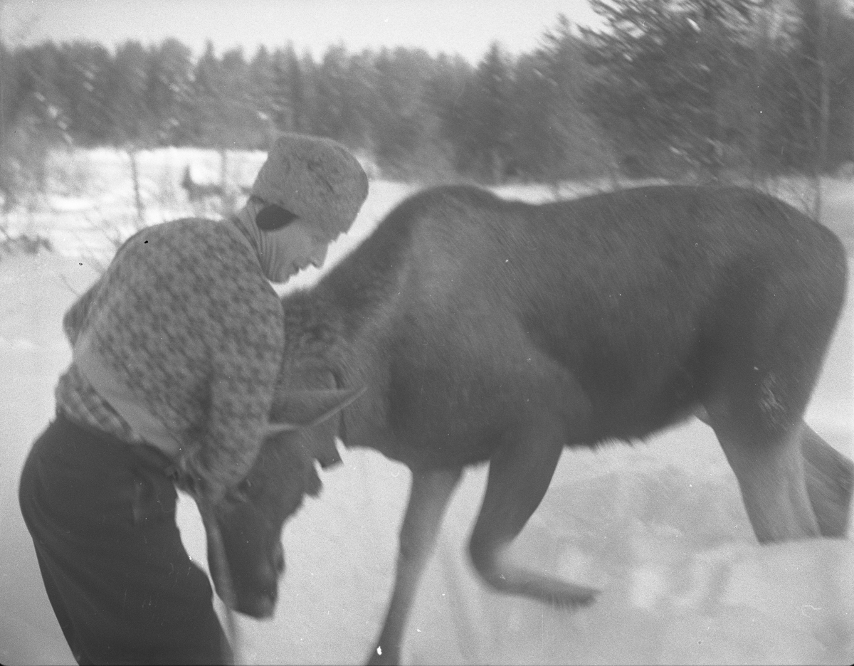 Den tamme elgen hans Magne Halberget, Våler