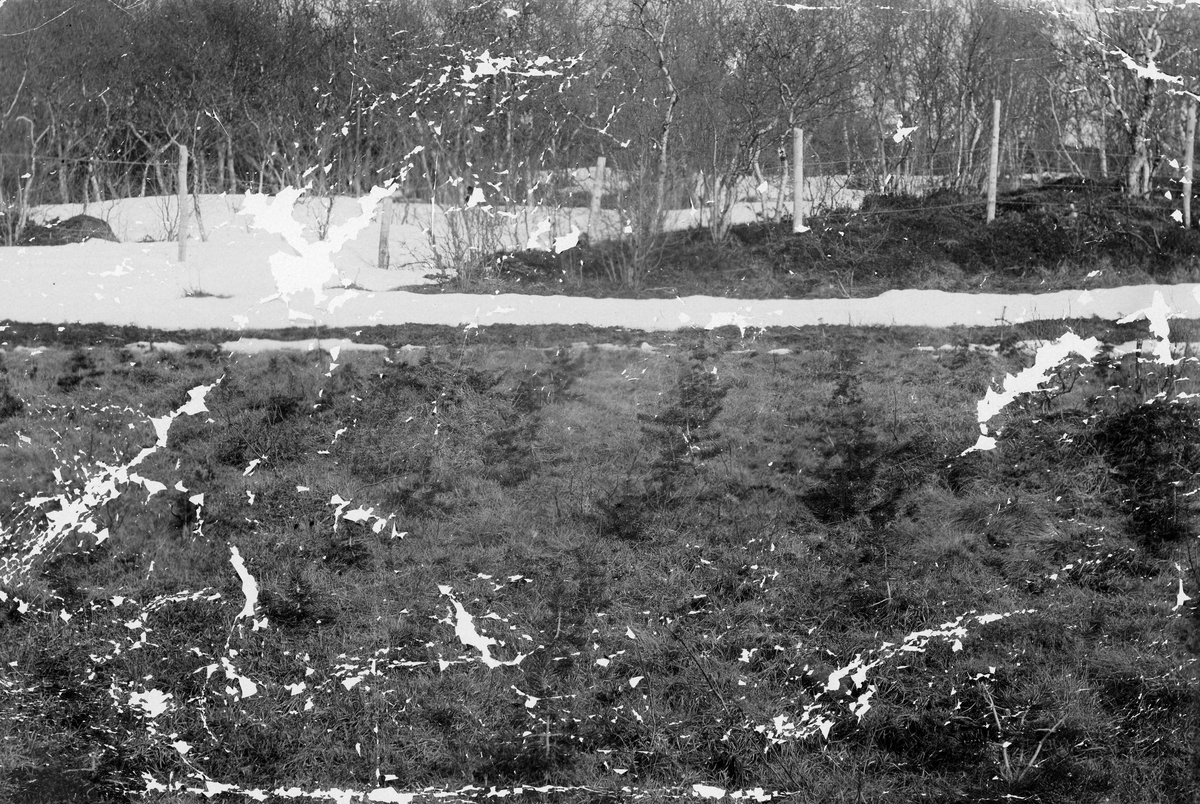 6-årige furuplanter, plantefelt, snø, gjerde