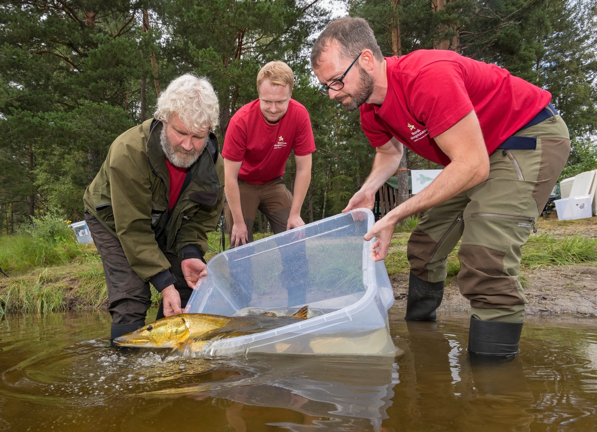 Gjenutsetting av ei drøyt 5 kilos gjedde som var fanget i storruse under De nordiske jakt- og fiskedager 2019. Glomma ved Prestøya på Norsk skogmuseum, Elverum, Hedmark. Fisk. Fiske. Fra venstre Kjetil Rukan, Bjørn Holmen Skoglund og Hans Petter Ytterstad. De nordiske jakt- og fiskedagene. Jakt og fiskedagene. Jakt og fiskedager. Arrangement. Arrangementer.