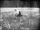 Brita Edhlund plockar blommor, Östhammar, Uppland