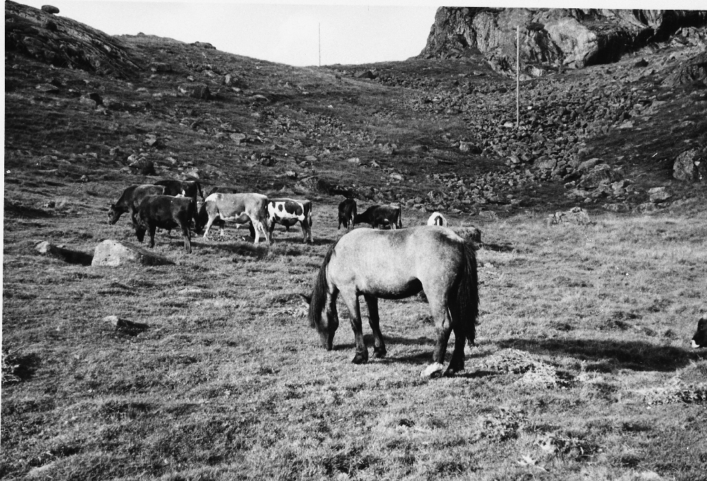 Hest og kyr på beite på garden til Kåre Sikvaland.