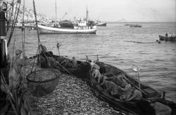 Serie på 18 avfotograferte bilder fra et fiskefelt, trolig t