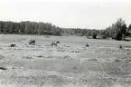 Vallby, Västerås.
Vallby nr 4. Höbärgning, 1934.