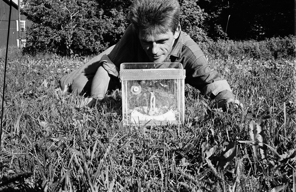 Man ligger i gräset och tittar på en transparent låda, Uppland, 1965