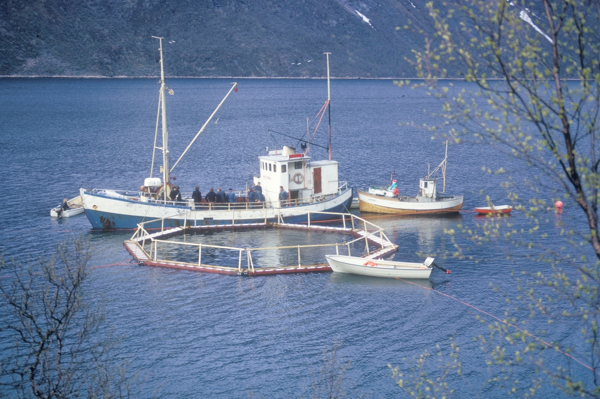 Flakstad fiskeoppdrett, 1974 : Brønnbåten "Petra" ligger ved en merde av typen "Grøntvedtmerde". Rundt dem ligger det flere små båter. Den mindre fiskebåten tilhørte røkteren på anlegget.