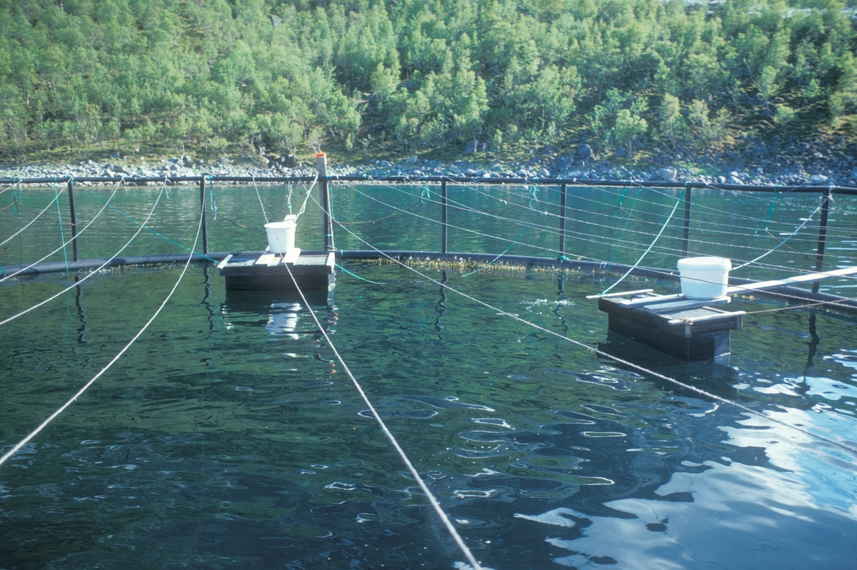 Flakstadvåg, 1976 : Detaljbilde av ei merde. De hvite stampene på flottører er fôrautomater. Tauene som går tvers over merda er for å holde fugler unna.