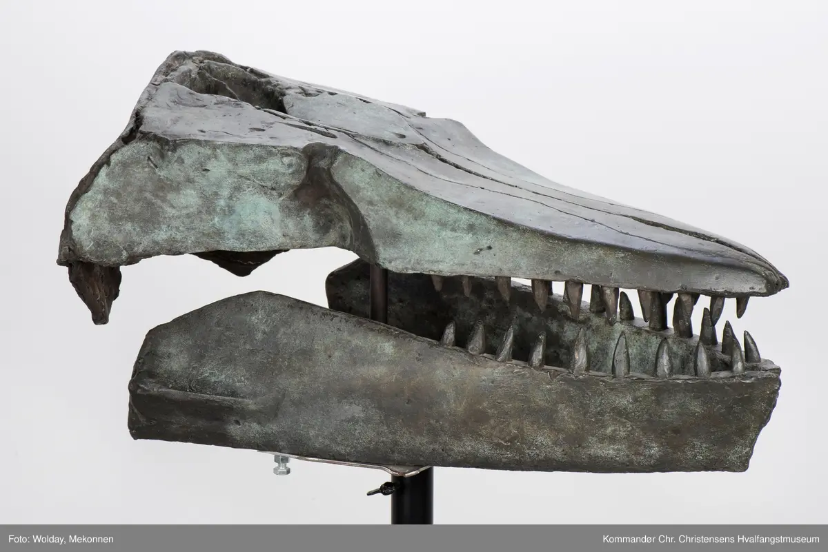 Hvalkranium  - spekkhogger "Skalle II". Skulptur på søyle.