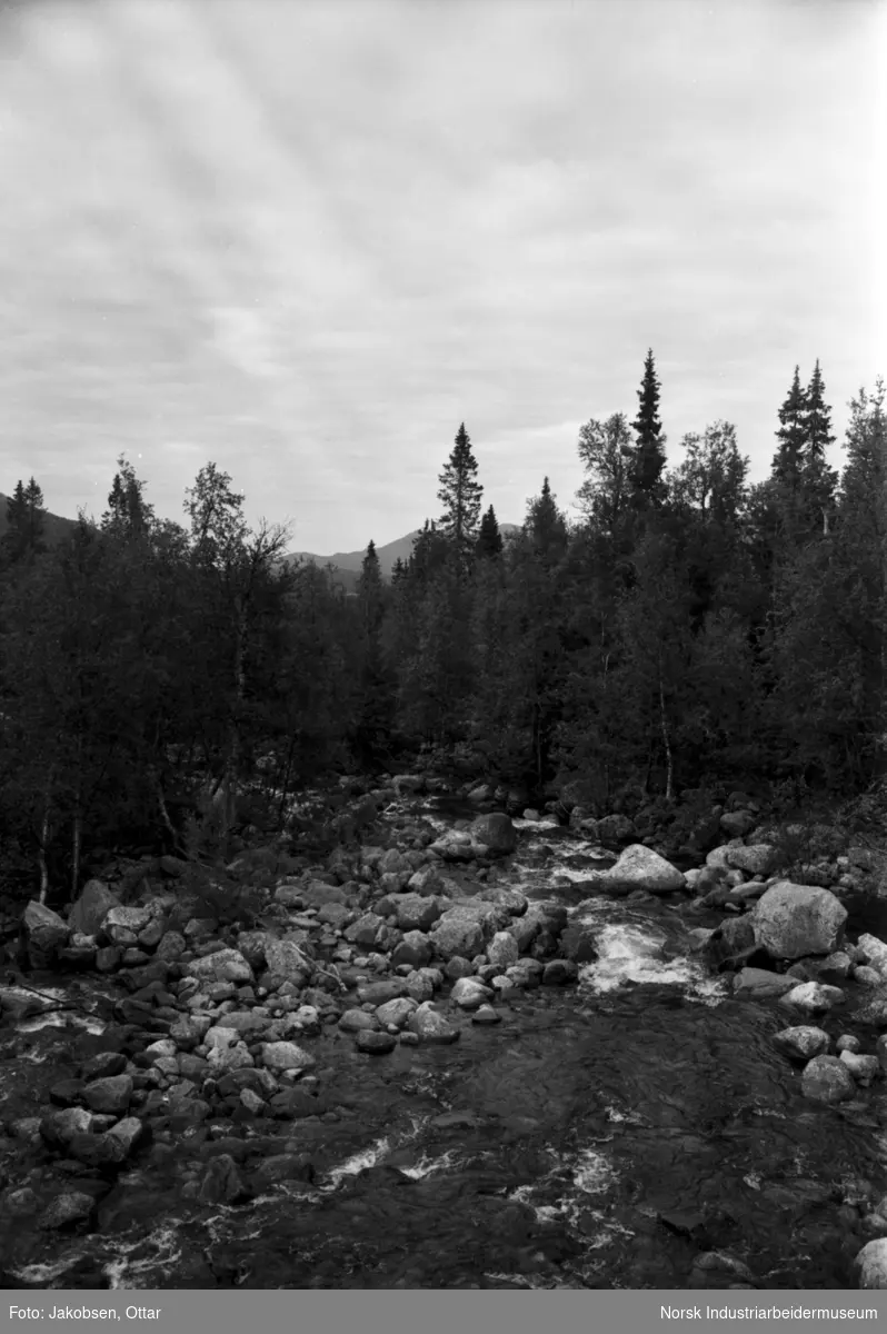 Bekk i en skog med steiner.