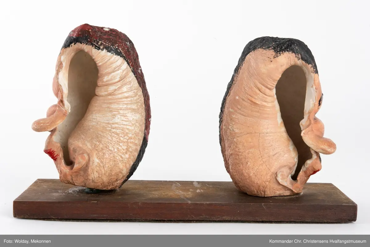 To bemalte øreknokler montert løst på en plate. De er malt som hode til en mann og en dame.