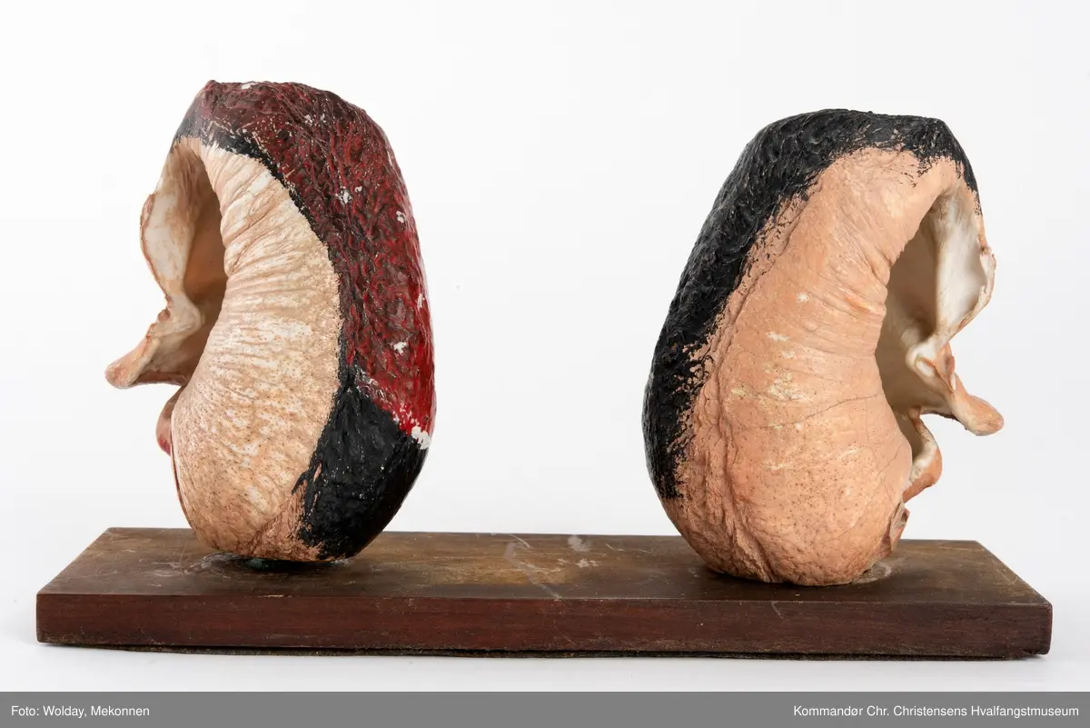 To bemalte øreknokler montert løst på en plate. De er malt som hode til en mann og en dame.