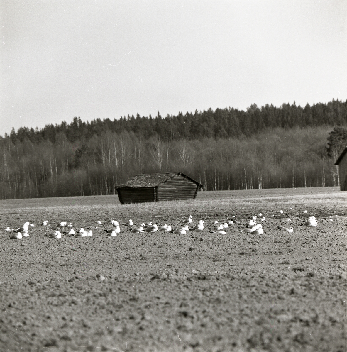 En flock fåglar ligger på en åker med hus och skog i bakgrunden.