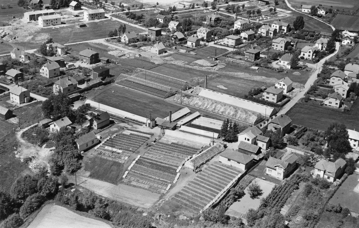 Flyfotoarkiv fra Fjellanger Widerøe AS, fra Porsgrunn Kommune,J. Dalene Gartneri Porsgrunn. Fotografert. 16.06.1951 av Vilhelm Skappel