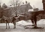 Carl Bernadotte af Wisborg körande släde med hästen Dido.