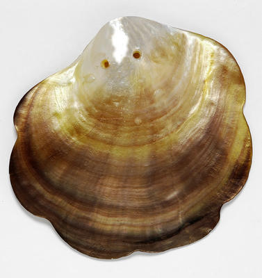 Pilegrimsmerke: Gyllent kamskjell med to små hull som viser at det har vært sydd fast på noe.