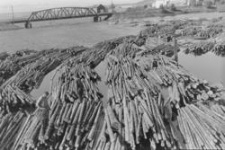 Tømmersleping, Åkersvika, Mjøsa, Hamar. Tømmeret bindes samm