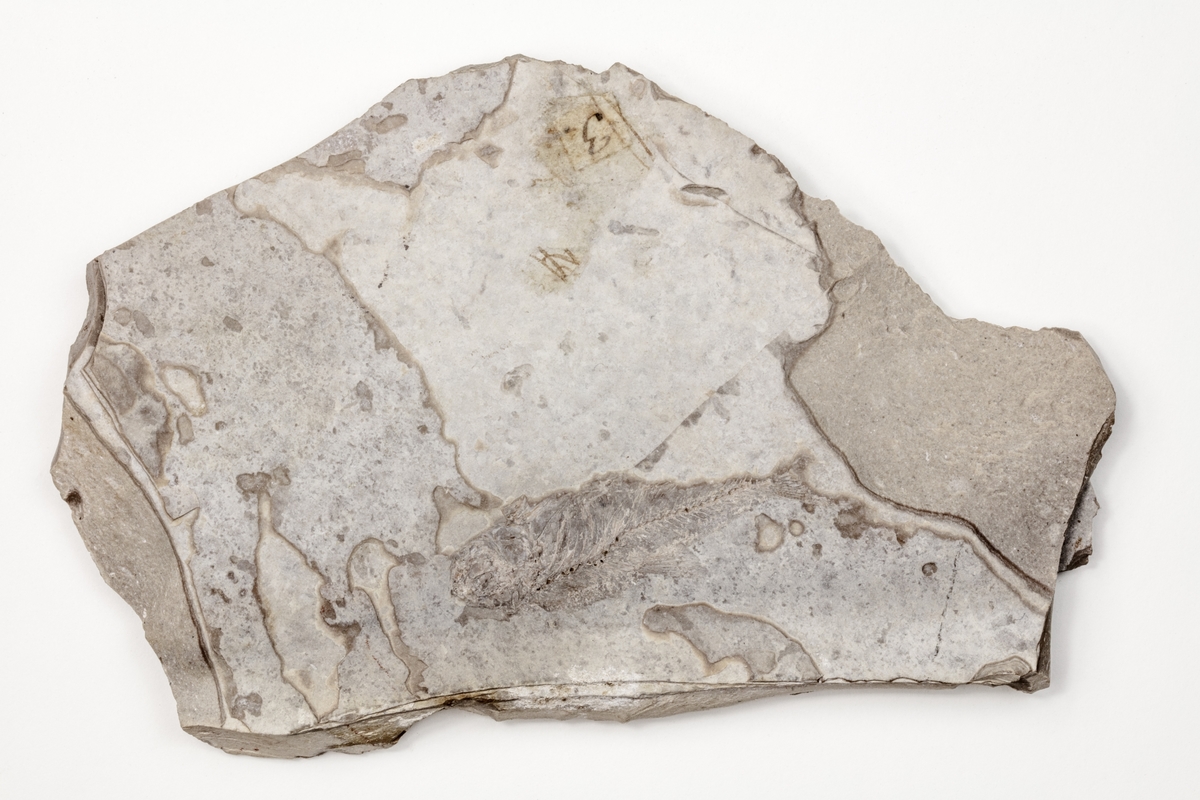 Fossil av en fisk, som är ett ryggradsdjur. Exemplaret kommer troligen från dåvarande Böhmen i Österrike-Ungern och ingår i Adolf Andersohns samling.