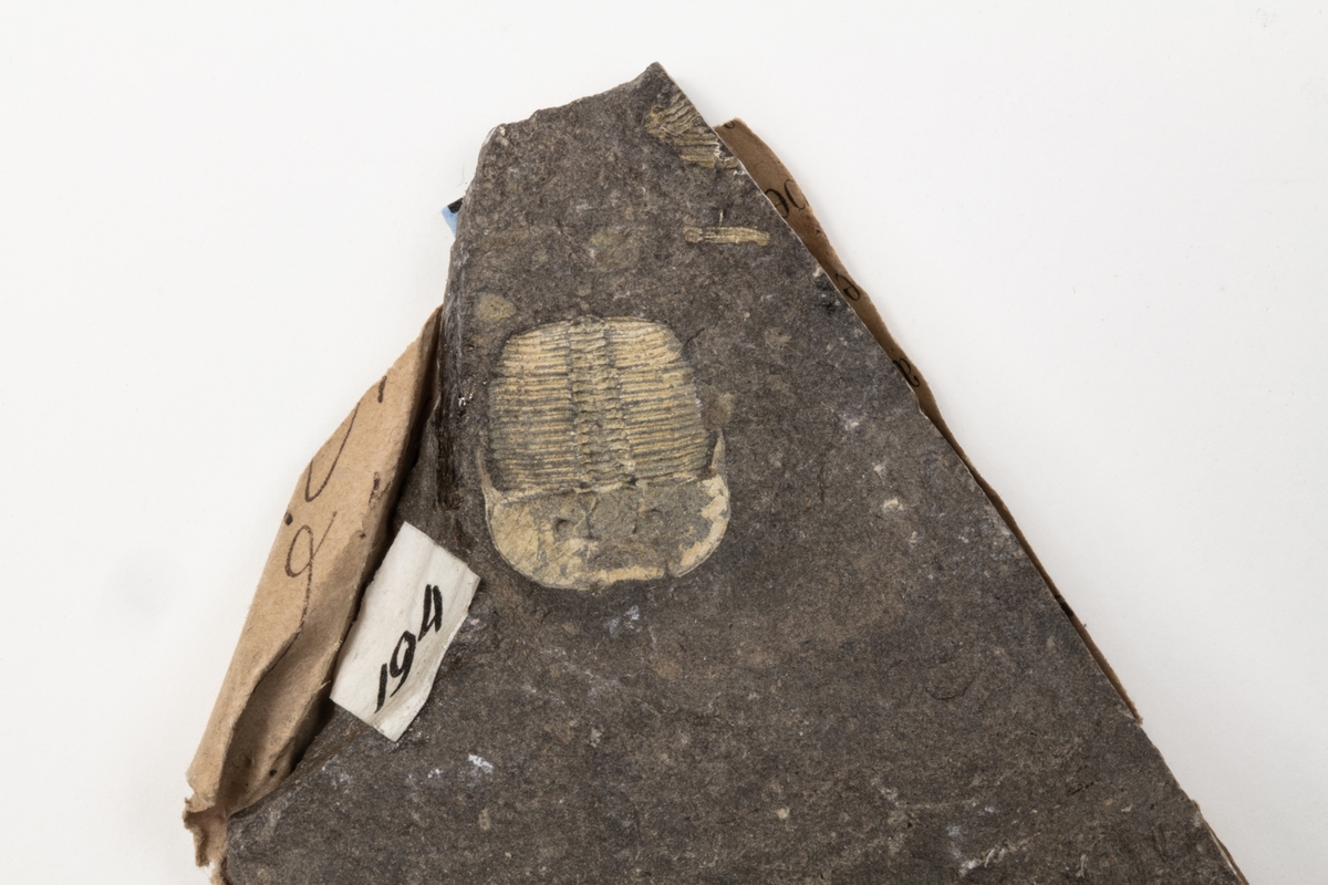Ett fossil av en trilobit, en utdöd djurgrupp. Djuret är ett leddjur. Exemplaret kommer troligen från Prag i dåvarande Österrike-Ungern och ingår i Adolf Andersohns samling.