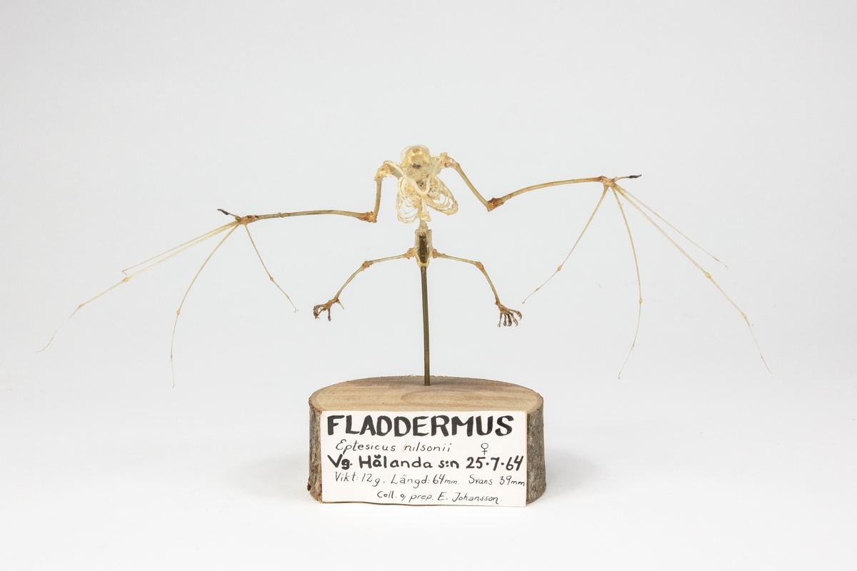 Fladdermus, hona
Eptesicus nilsonii
Västergötland, Hålanda socken 25/7 1964
Vikt: 12 g, Längd: 64 mm Svans: 39 mm
Coll o prep E. Johansson