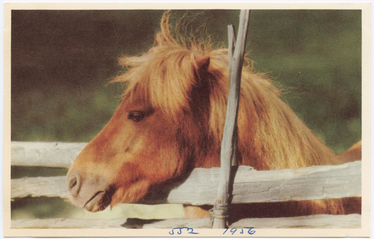 Vykort med motiv från Skansen. "Shetlandsponnyn Blixt."