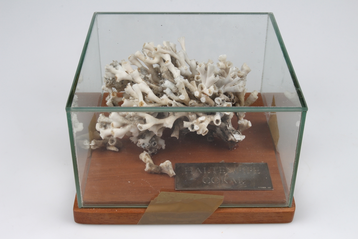 Monter med fossil og borekrone.