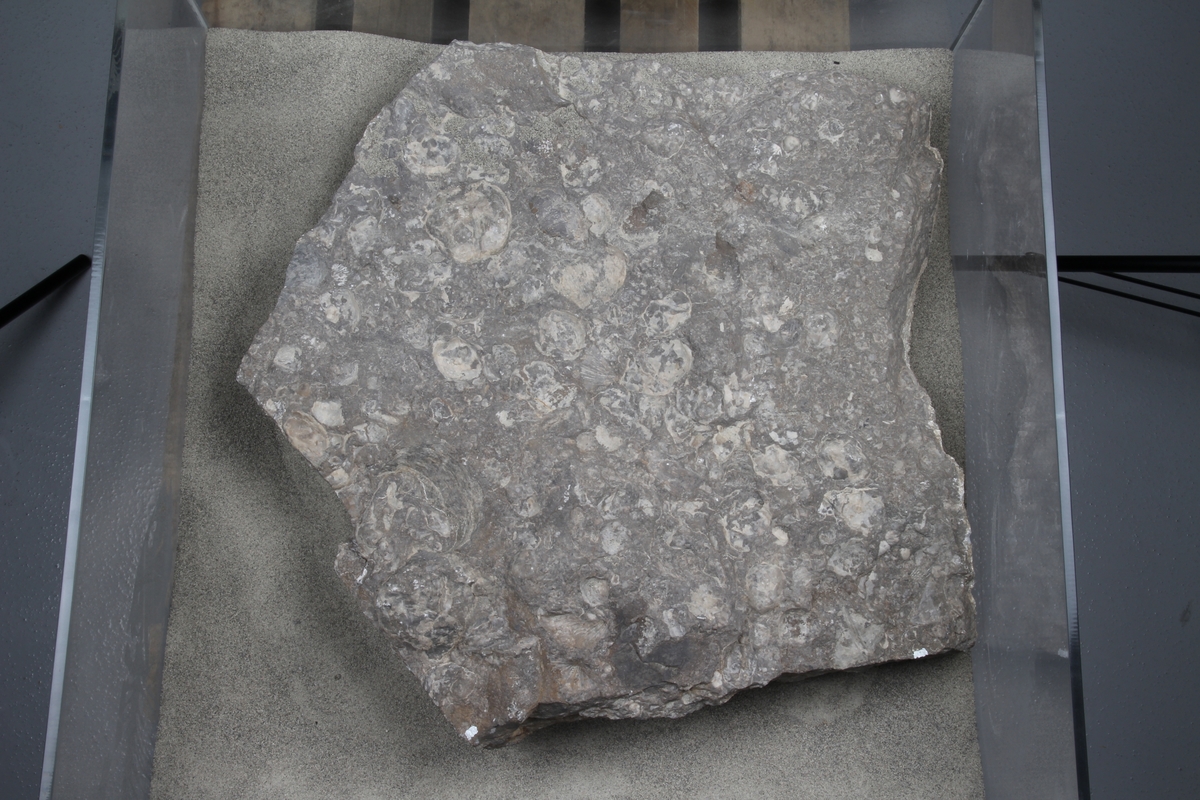 Fossil i glassmonter.