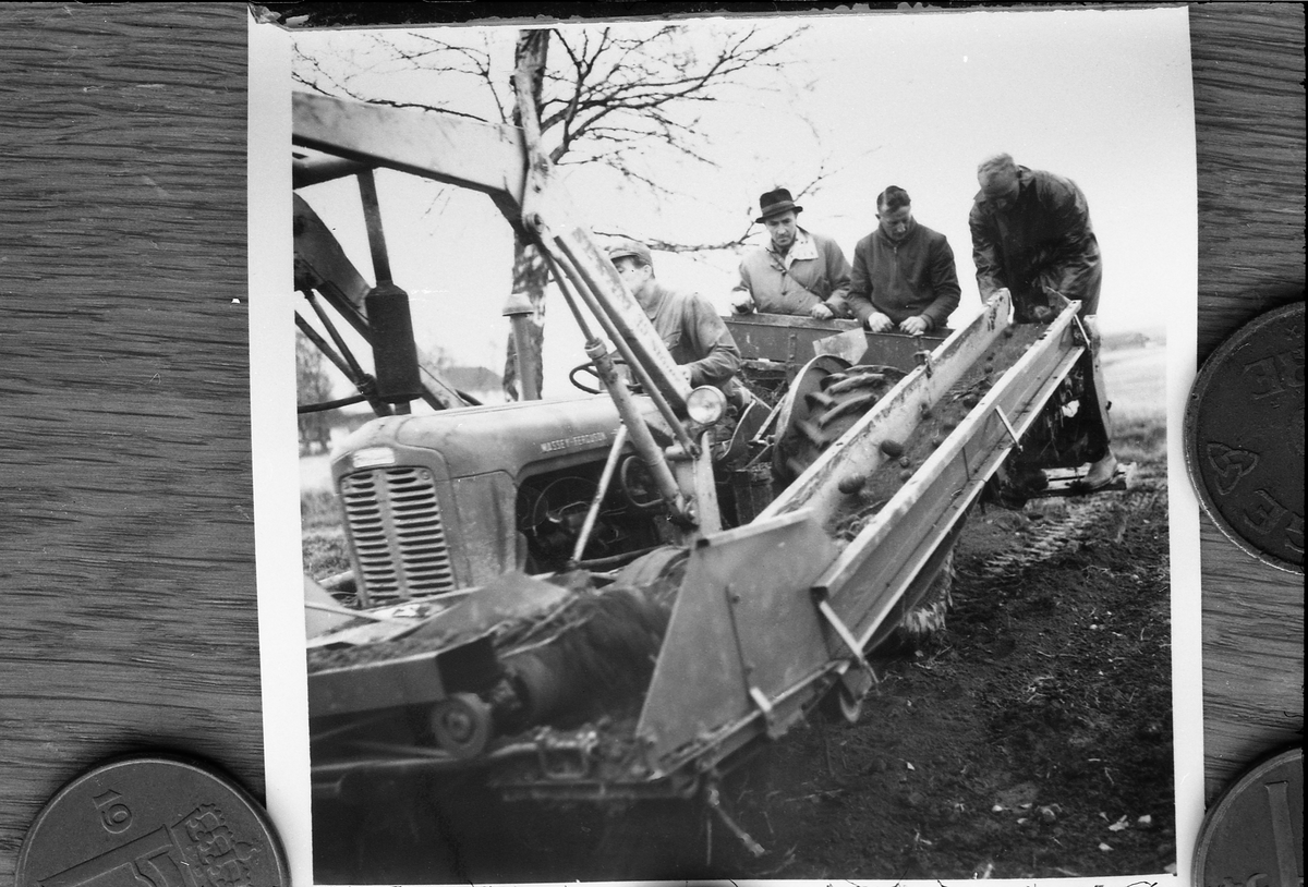 Fire avfotograferte bilder av tre menn som står bak på en potetopptaker på traktor. Ingen av de tre er identifisert, og det samme gjelder traktorføreren. Heller ikke stedet er identifisert. Minst en av mennen er ikke kledd for oppgaven, og muligens er dette et forsøksfelt.
