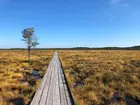 Vandringsled på Dummemosse, ett naturreservat utanför Jönköping.