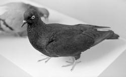 Anno Norsk skogmuseum