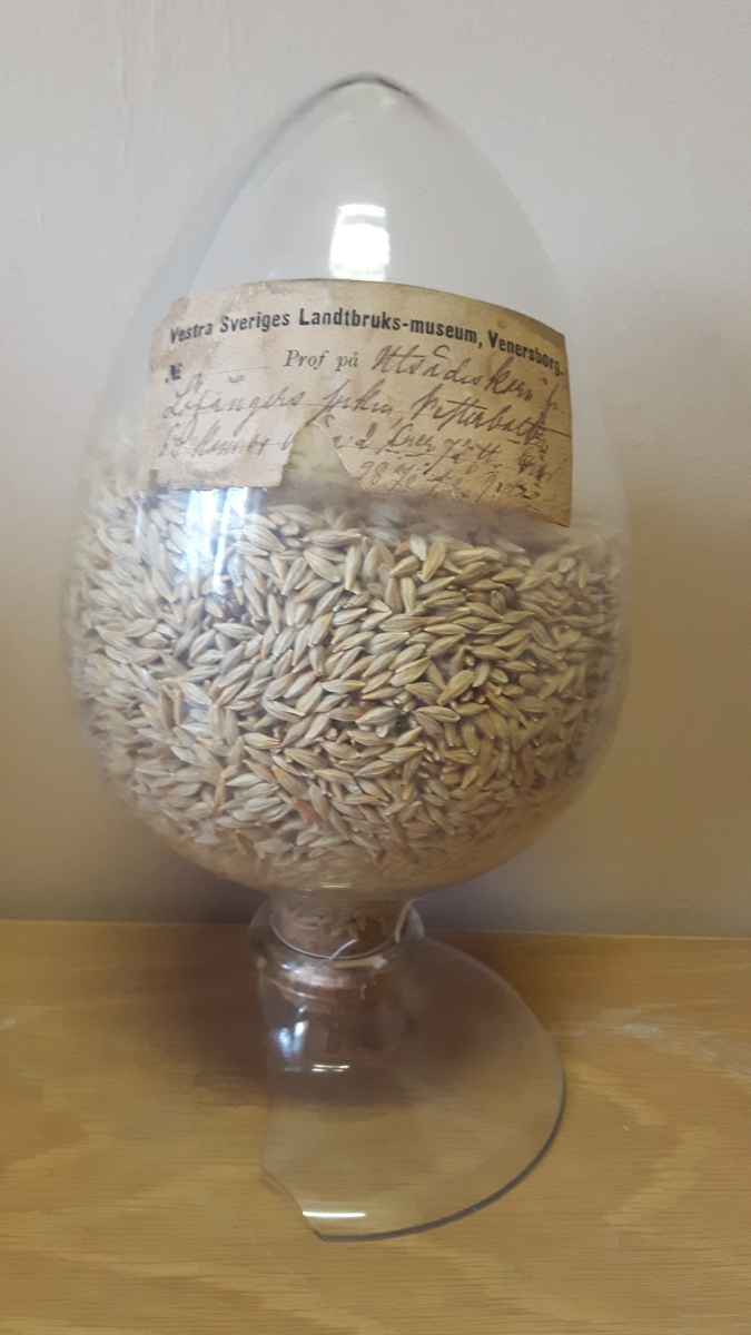 Glasbehållare innehållande fröer av korn (Hordeum). På etiketten står Utsädeskorn från Löfångers sn, Vesterbotten.

Ingår i en frösamling under namn: ''Westra Sveriges Lantbruksmuseum''. Bildat 1880 efter lantbruksmötet i Borås. Samlingen, vilken består av glasbehållare innehållande frön från svenska kulturväxter och träd, uppställdes först på länsresidenset i Vänersborg.

Samlingen kom att bli en av Vänersborgs museums 4 grundsamlingar och uppställdes i museets övre våning vid museets öppnande 1891.

Troligen är glasbehållaren tillverkad vid Reijmyre glasbruk, ligger i Rejmyre, norr om Norrköping.