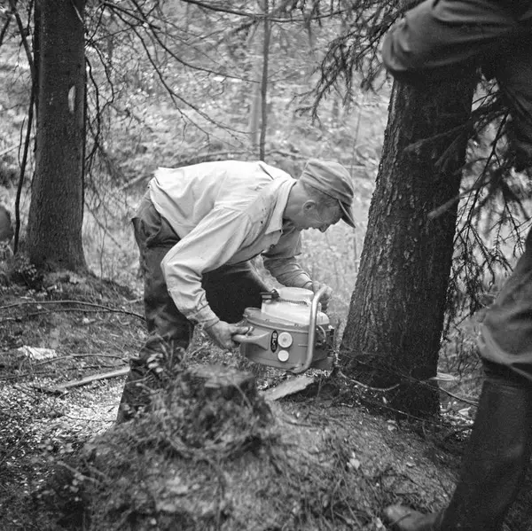 Eldre bilde av mann som bruker en stor motorsag for å felle et tre
