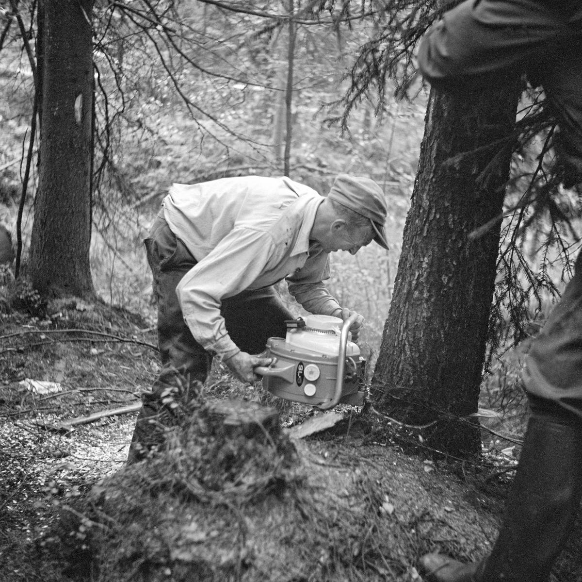 Eldre bilde av mann som bruker en stor motorsag for å felle et tre