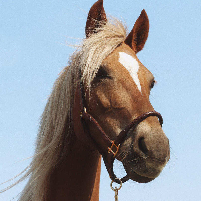 En brun hest med hvit stripe i ansiktet. 