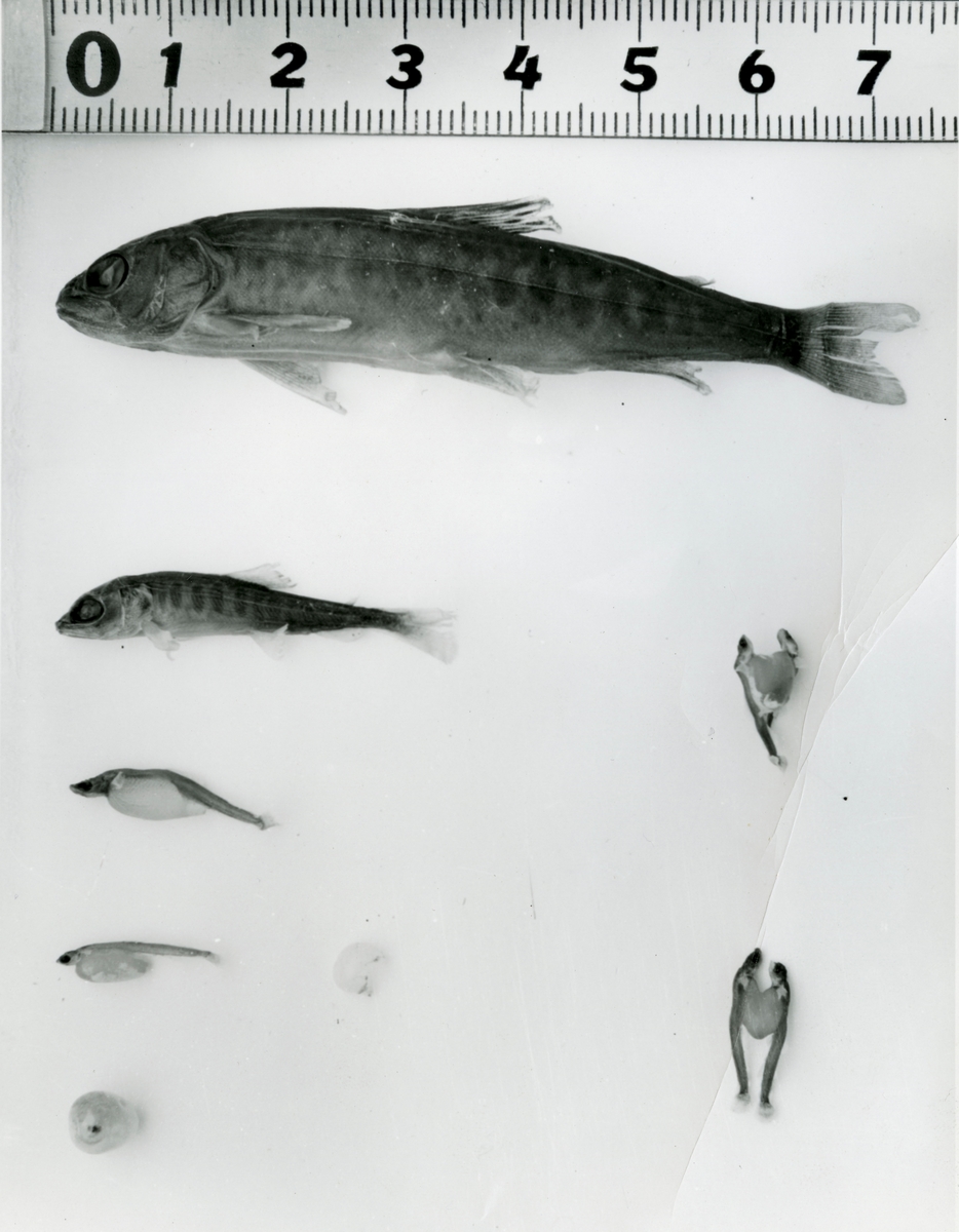 Gørrkim, fisk.
Hvorfor dette foto i KV sammenheng vet jeg ikke, men det kan være i forbindelse med at mange ansatte i Kv drev med settefiskanlegget ved Lågen.E,Rørås-E.Bommen-E. Hakkelberg m/m.