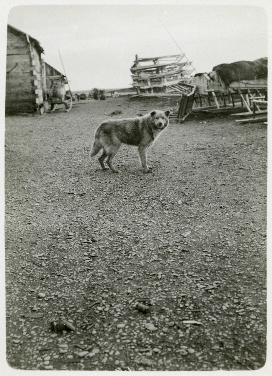 En hund i den ryska byn Chabarova.