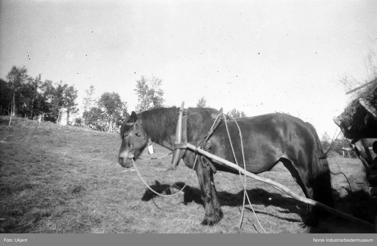 Hest i seletøy på Skinnarland, Møsstrond