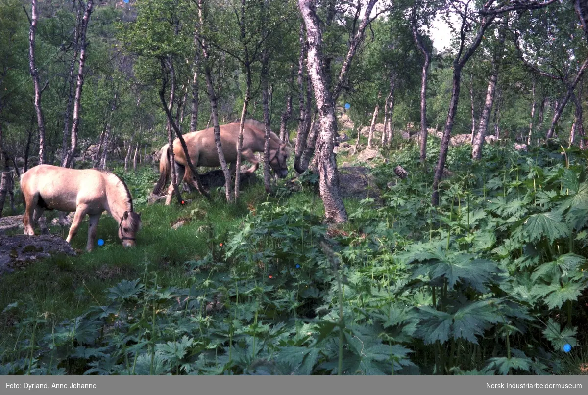 To fjordhester gresser i skogen på Skinnarland, Møsstrond