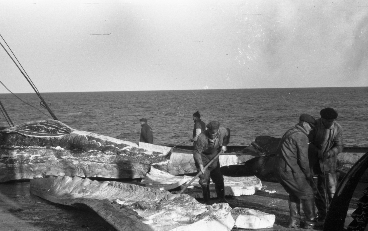 Hval på dekk. Mannskapet igang med å partere skroten. Suderøy på fangstfeltet.