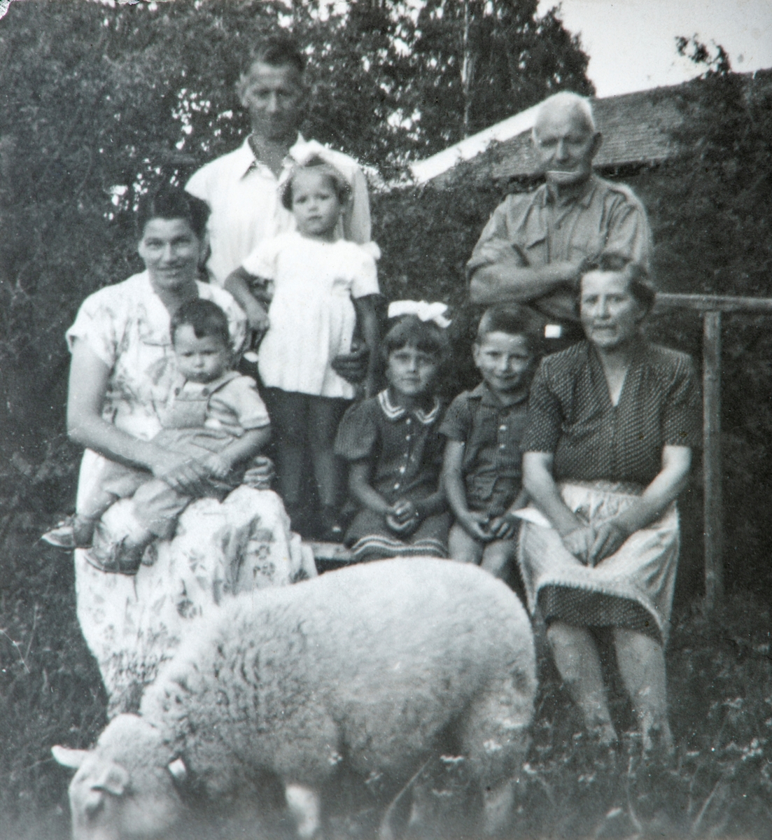 Fra føderådsboligen på Søndre Tomter (Ner-Tomter) i 1954. Foran: Føderådssauen «Mette». F.v: Jorun Tomter, med Jon Arne på fanget, Kåre med Kari Sidsel, Marit Tømte (nabo), Ole Jacob Tomter, Jacob Tomter og Helga Tomter.