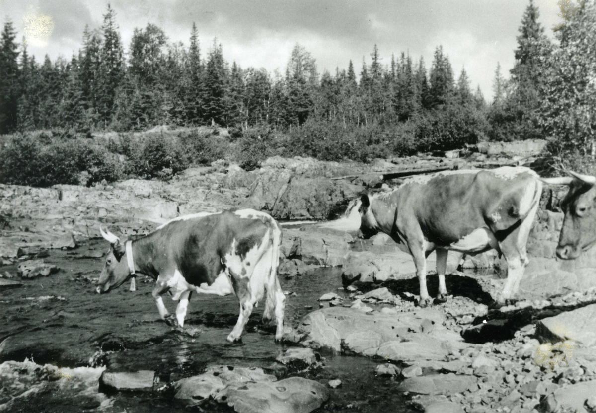 Frøislielva, Vest-torpa