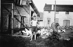 Enevald Tjensvoll (Horpestad) (1917 - ) i hønsegarden. Bak s