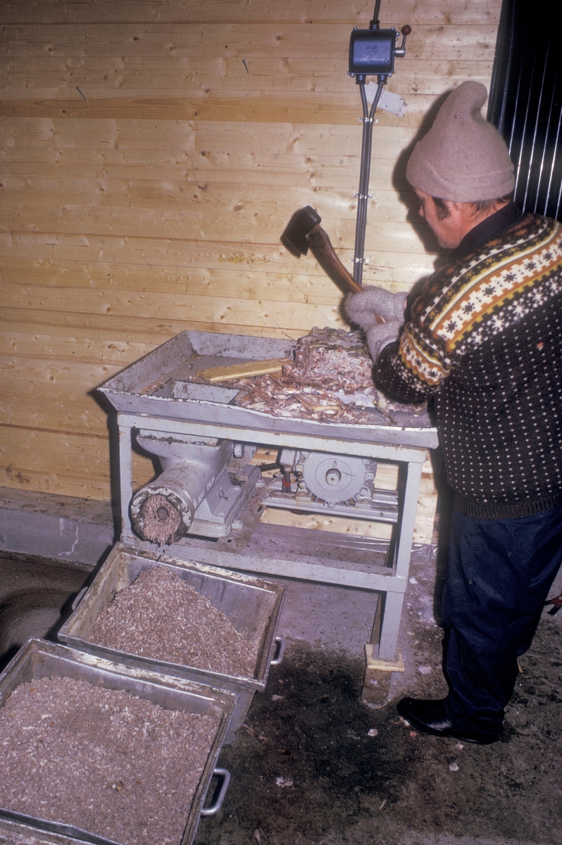 Flakstadvåg, 1975 : Her kvernes våtfôr til laksen.