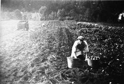 Potetopptak. Biletet kan vera frå Bakke prestegard.