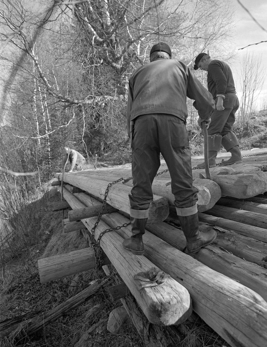 Forberedelser til lenselegging ved Glomma i Elverum våren 1984. På dette bildet ser vi tømmerfløterne Harald Husa, Martin Berget og Håkon Skau på ei florlagt velte med lensetømmer på den østre elvebredden. Dette var stokker som Glomma fellesfløtingsforening hadde kjøpt og fått bearbeidet med sikte på gjenbruk i ei ledelense sesong etter sesong. Den florlagte velta skulle ha god luftgjennomstrømming, slik at lensetømmeret hadde gode flyteegenskaper når fløtingssesongen startet. Ettersom den var plassert på en bakkekam som skrådde noe mot elveløpet, hadde fløterne spengt kjettinger rundt tømmerfloene, for å forebygge at stokkene rullet mot elva før sesongforberedelsene startet. Da dette fotografiet arbeidet karene med å løsne kjettinglås, slik at de øverste og ytterste stokkene kunne rulles ned mot elva, der de skulle bindes sammen, ende mot ende.

En kort tekst om bruken av Prestegardslensa finnes under fanen «Andre opplysninger».