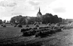 HÄGGUMS KYRKA MED HAVRETRAVAR I FÖRGRUNDEN.